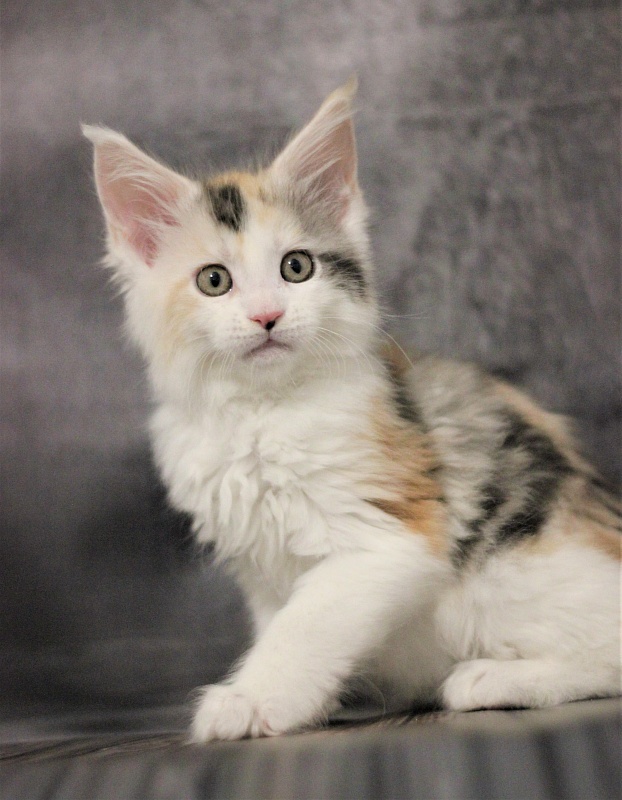 Monterini Qbella - Kitten maine-coon 1 month 3.5 weeks