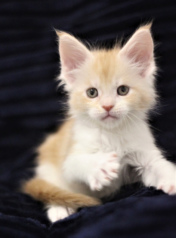 Monterini Q - Kitten maine-coon 1 month 1.5 week