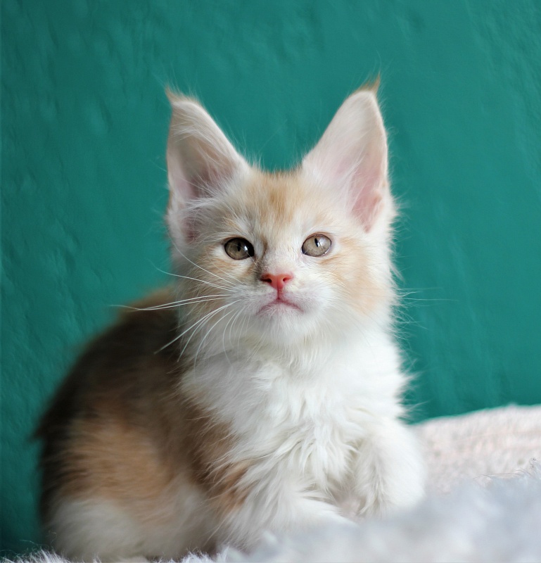Monterini Q - Kitten maine-coon 1 month 3.5 weeks