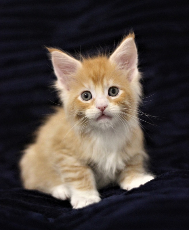 Monterini Qsha - Kitten maine-coon 1 month 1.5 week