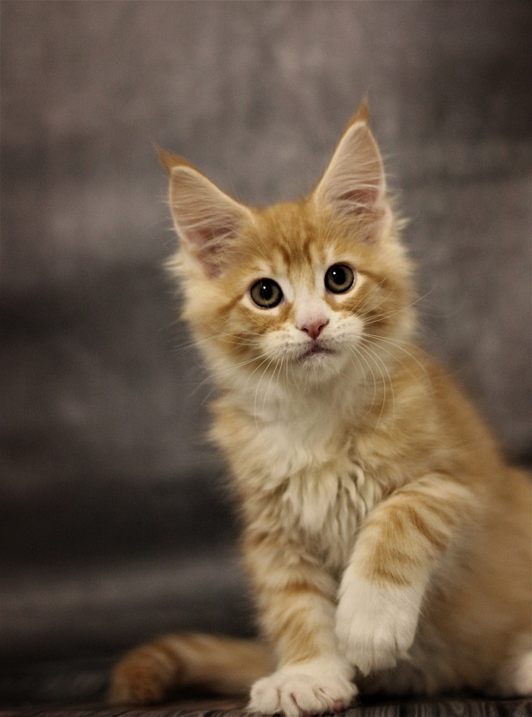 Monterini Qsha - Kitten maine-coon 2 months 1.5 week