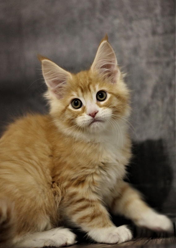 Monterini Qsha - Kitten maine-coon 2 months 1.5 week