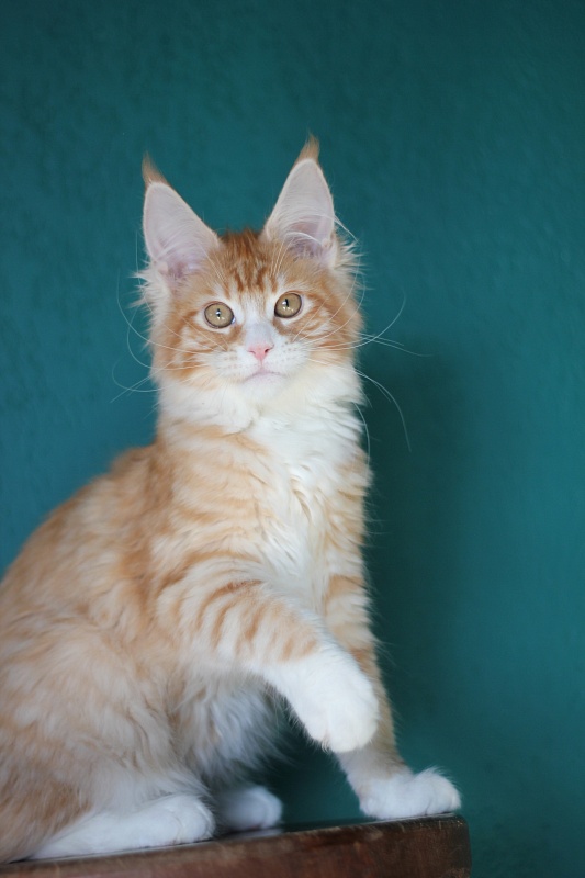 Monterini Qsha - Kitten maine-coon 4 months 0.5 weeks