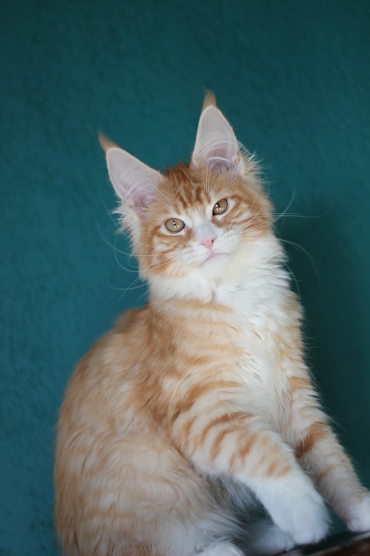 Monterini Qsha - Kitten maine-coon 4 months 0.5 weeks