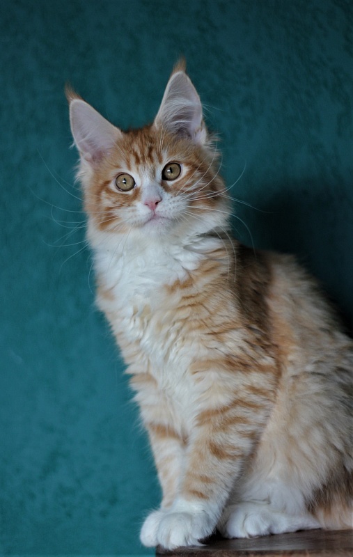 Monterini Qsha - Kitten maine-coon 4 months 0.5 weeks