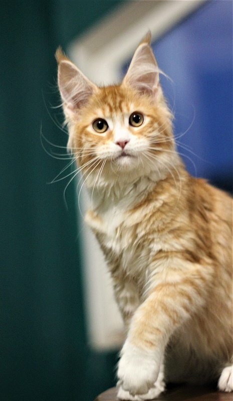 Monterini Qsha - Kitten maine-coon 4 months 1.5 week