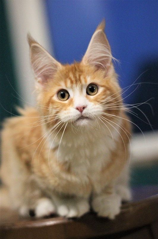 Monterini Qsha - Kitten maine-coon 4 months 1.5 week