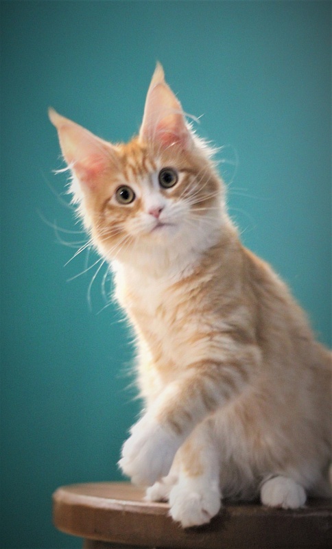 Monterini Qsha - Kitten maine-coon 4 months 1.5 week