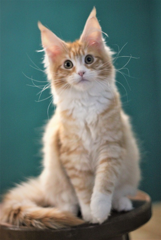 Monterini Qsha - Kitten maine-coon 4 months 1.5 week