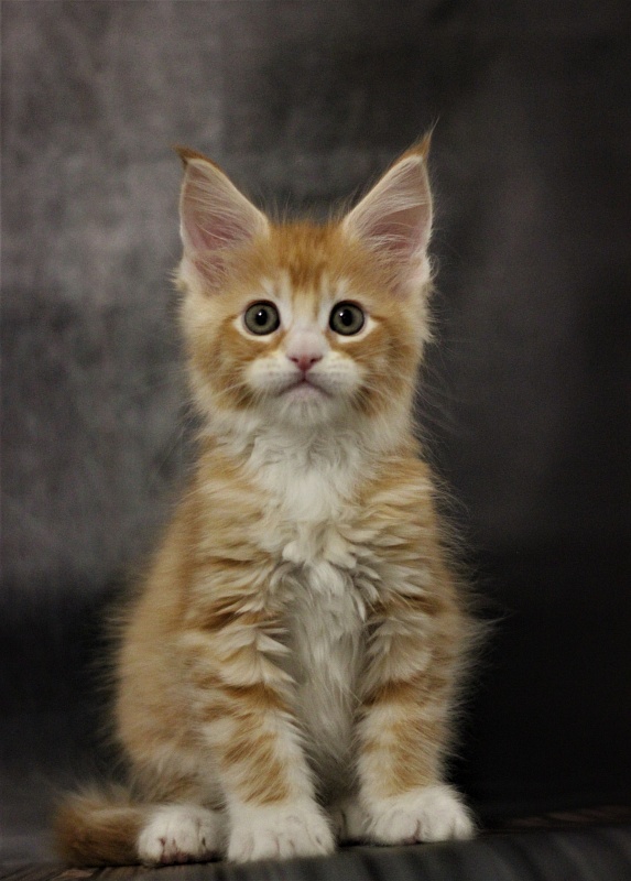 Monterini Qsha - Kitten maine-coon 1 month 3.5 weeks