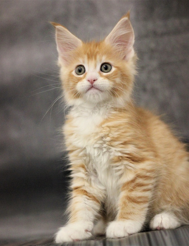 Monterini Qsha - Kitten maine-coon 1 month 3.5 weeks