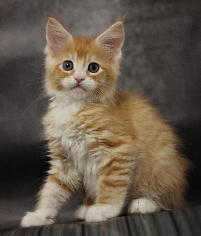 Monterini Qsha - Kitten maine-coon 1 month 3.5 weeks