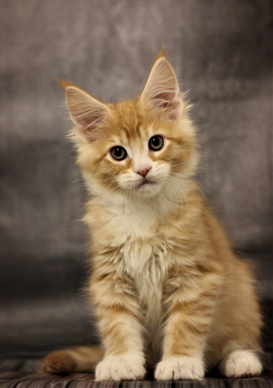 Monterini Qsha - Kitten maine-coon 2 months 1.5 week