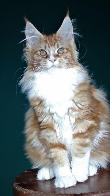 Monterini Quarterback - Kitten maine-coon 4 months 0.5 weeks