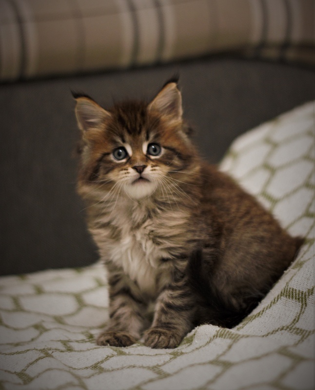 Monterini Riddik - Kitten maine-coon 1 month 1.5 week
