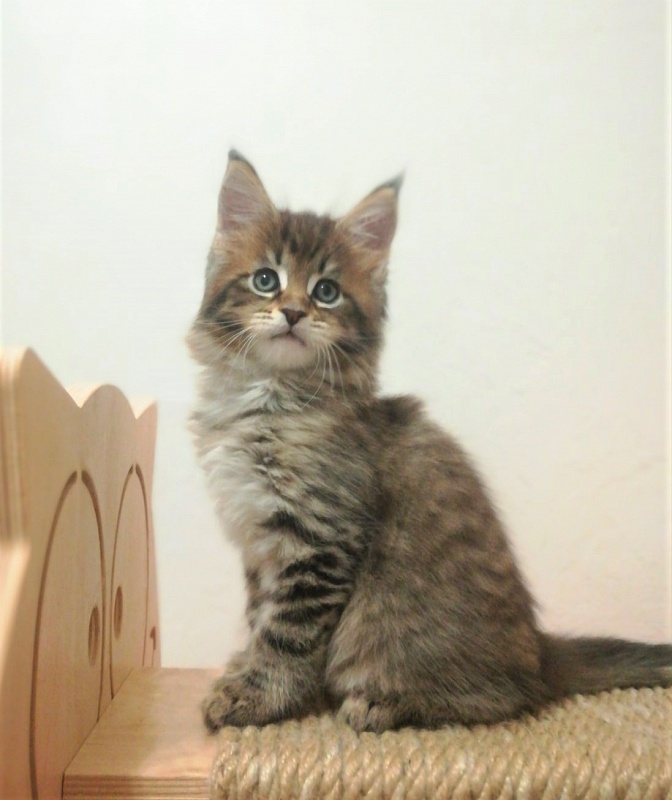 Monterini Riddik - Kitten maine-coon 1 month 3 weeks