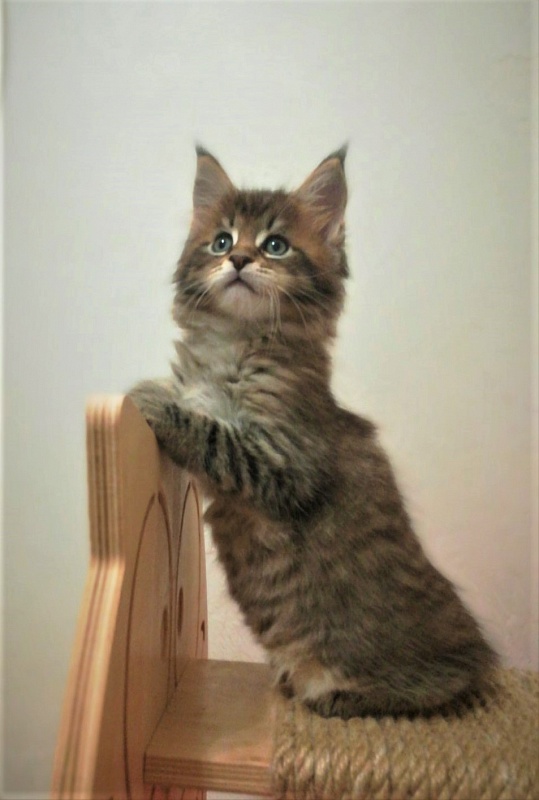 Monterini Riddik - Kitten maine-coon 1 month 3 weeks