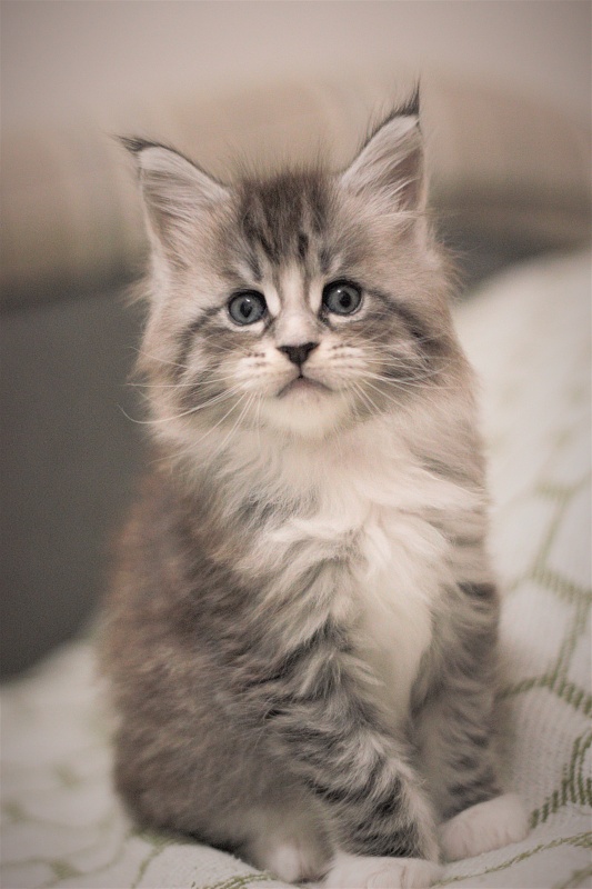 Monterini Recker - Kitten maine-coon 1 month 1.5 week