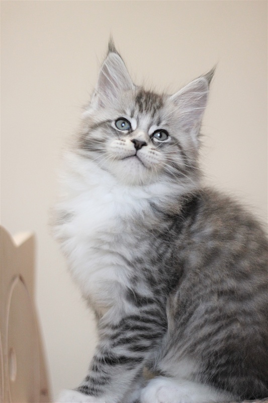 Monterini Recker - Kitten maine-coon 2 months