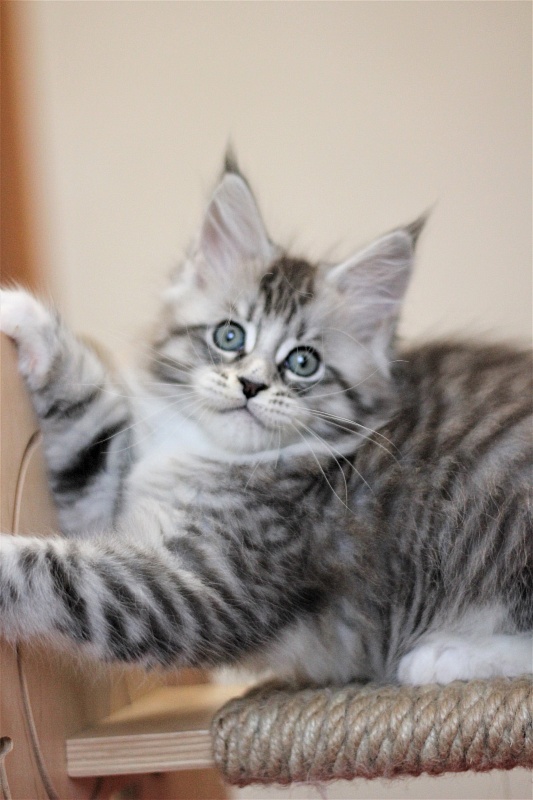 Monterini Recker - Kitten maine-coon 2 months