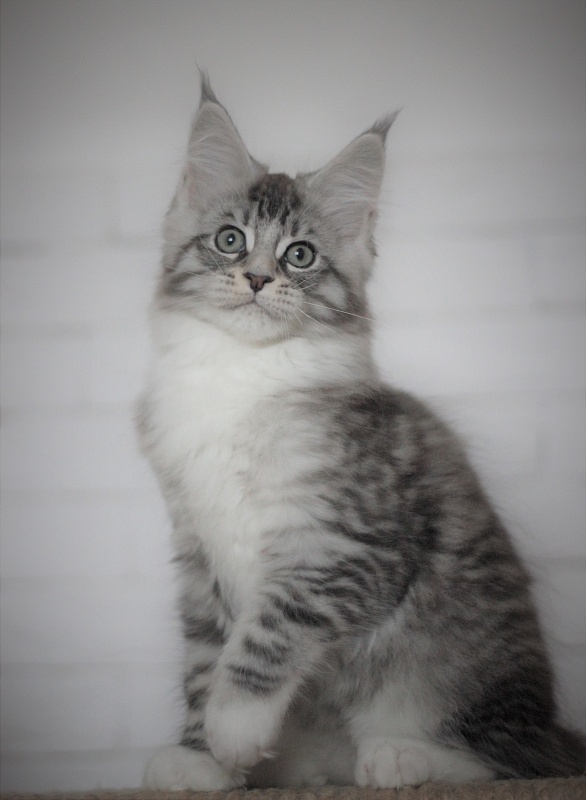 Monterini Recker - Kitten maine-coon 2 months 3 weeks
