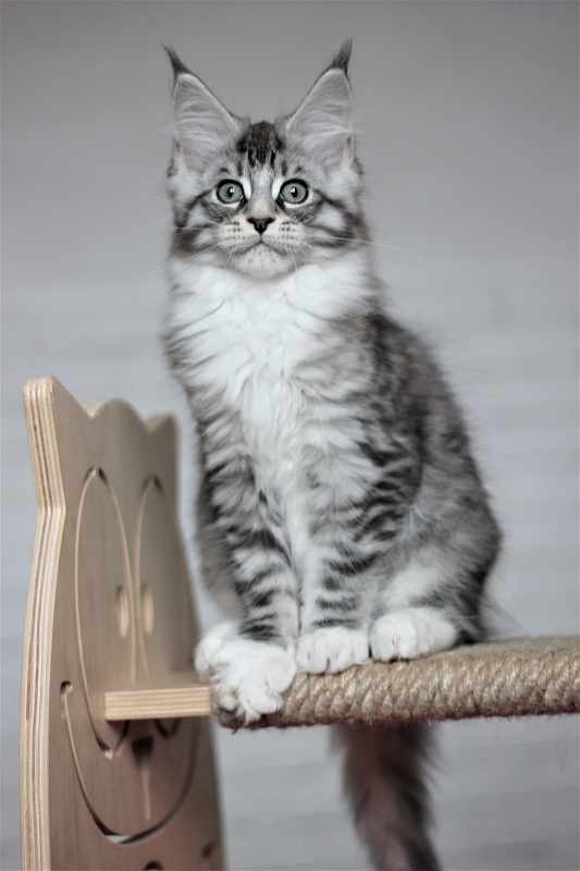 Monterini Recker - Kitten maine-coon 2 months 3 weeks