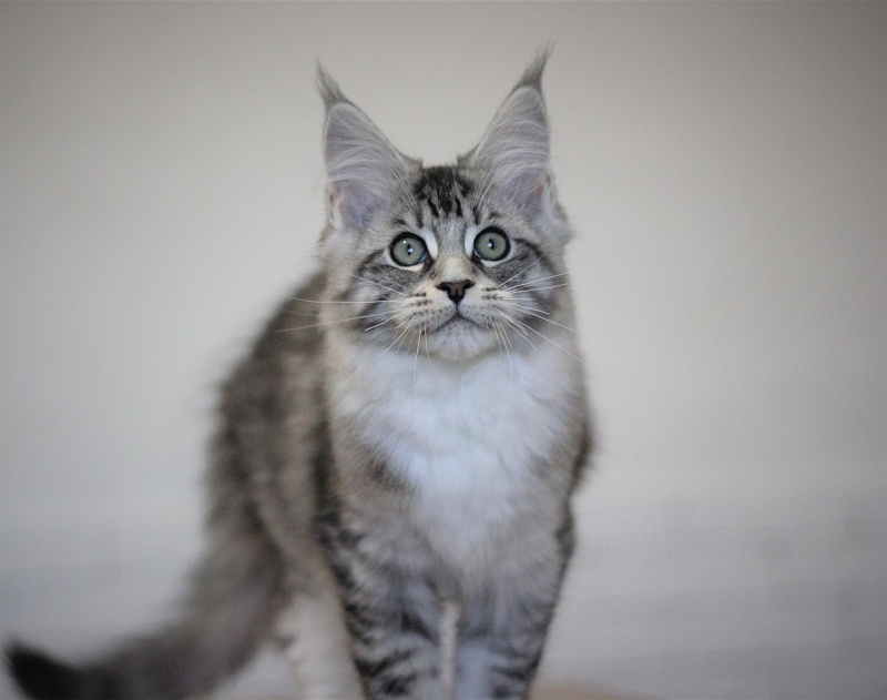 Monterini Recker - Kitten maine-coon 3 months 1.5 week