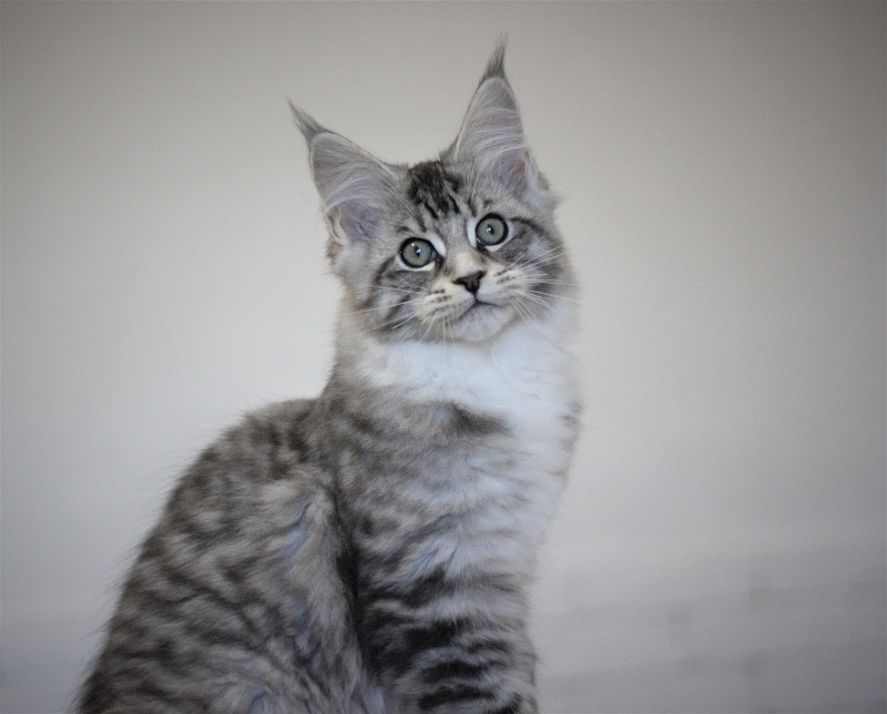 Monterini Recker - Kitten maine-coon 3 months 1.5 week