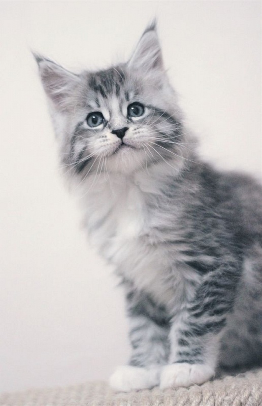 Monterini Recker - maine-coon