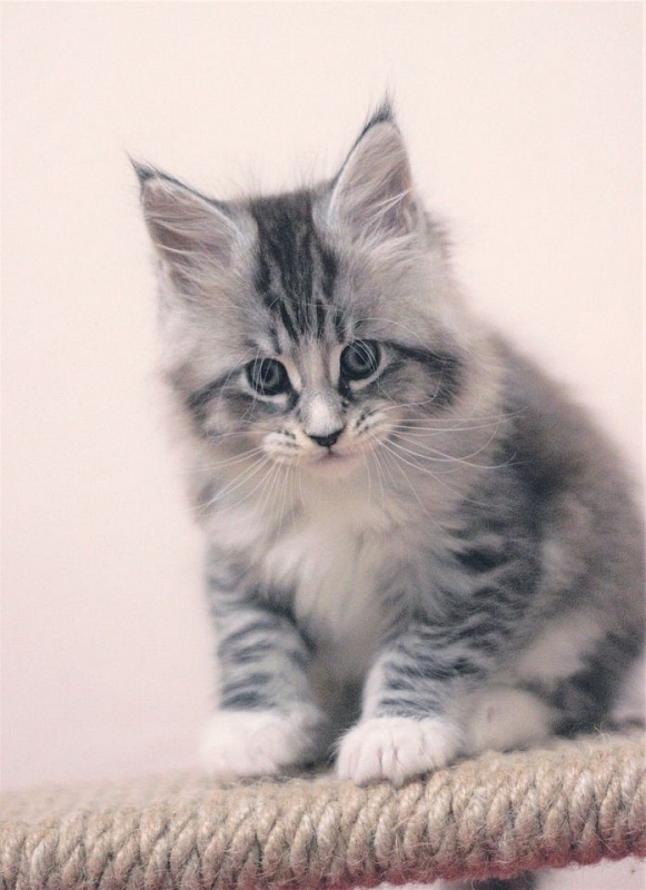 Monterini Recker - maine-coon