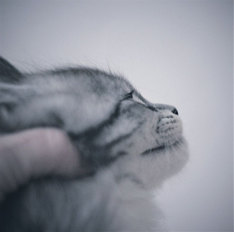 Monterini Recker - maine-coon