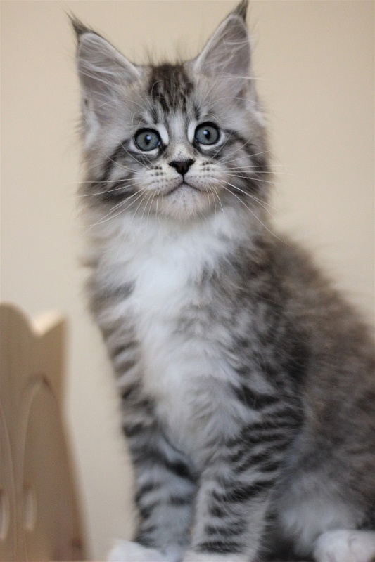Monterini Recker - Kitten maine-coon 2 months