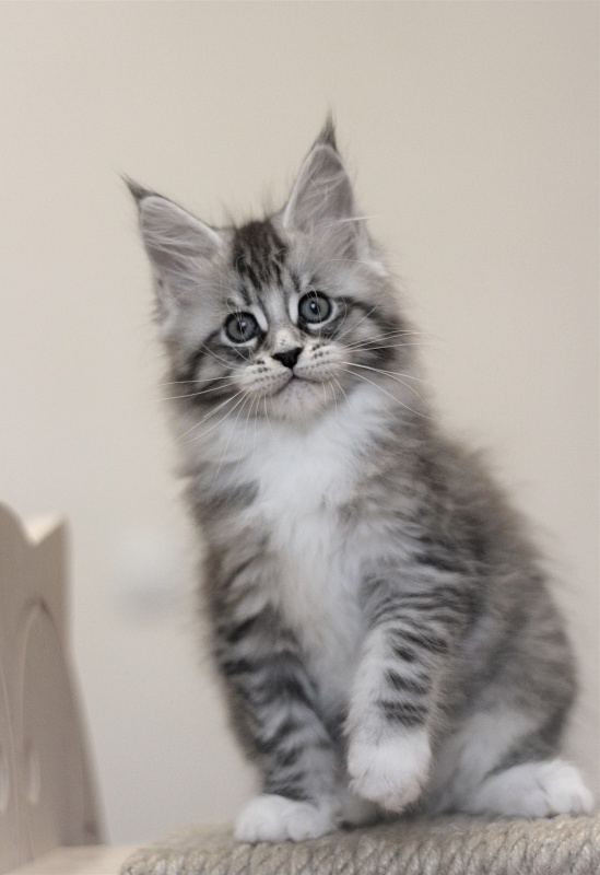 Monterini Recker - Kitten maine-coon 2 months