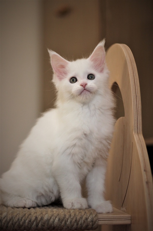 Rossa Monterini*UA - Kitten maine-coon 2 months
