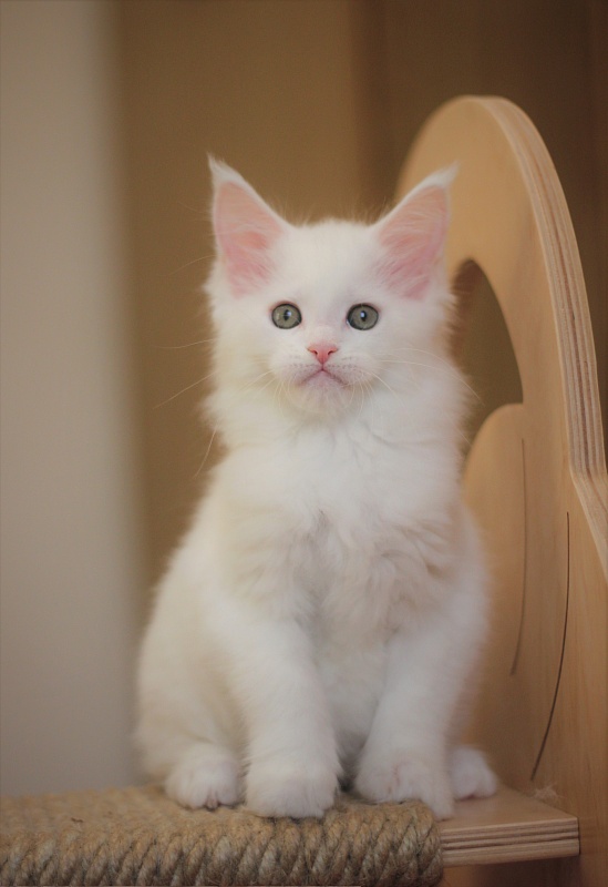 Rossa Monterini*UA - Kitten maine-coon 2 months