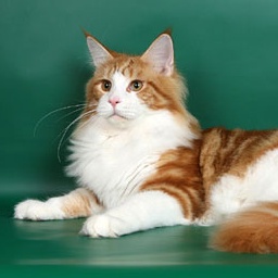 Norsycat Simon