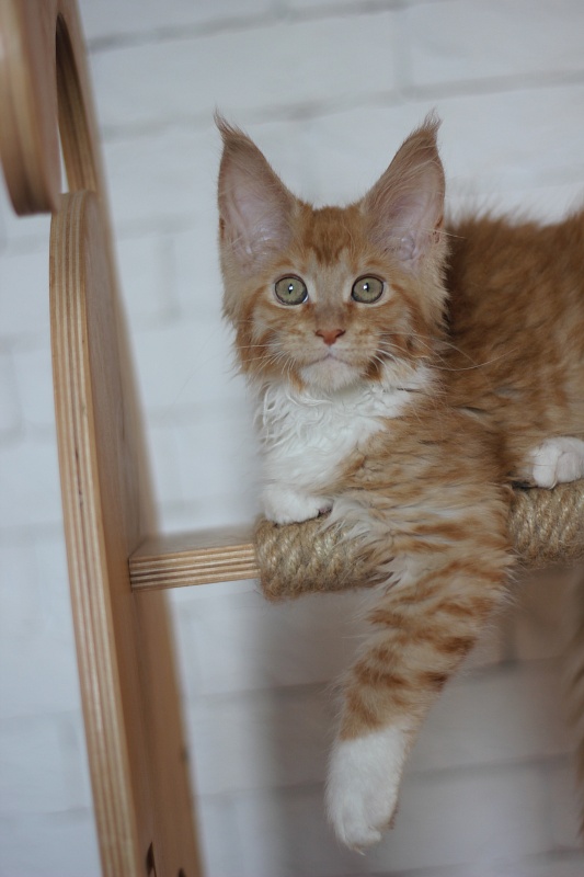 Vasilisa Monterini - Kitten maine-coon 3 months