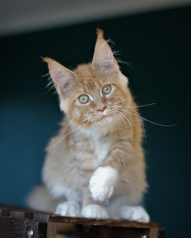 Vasilisa Monterini - Kitten maine-coon 5 months 2 weeks
