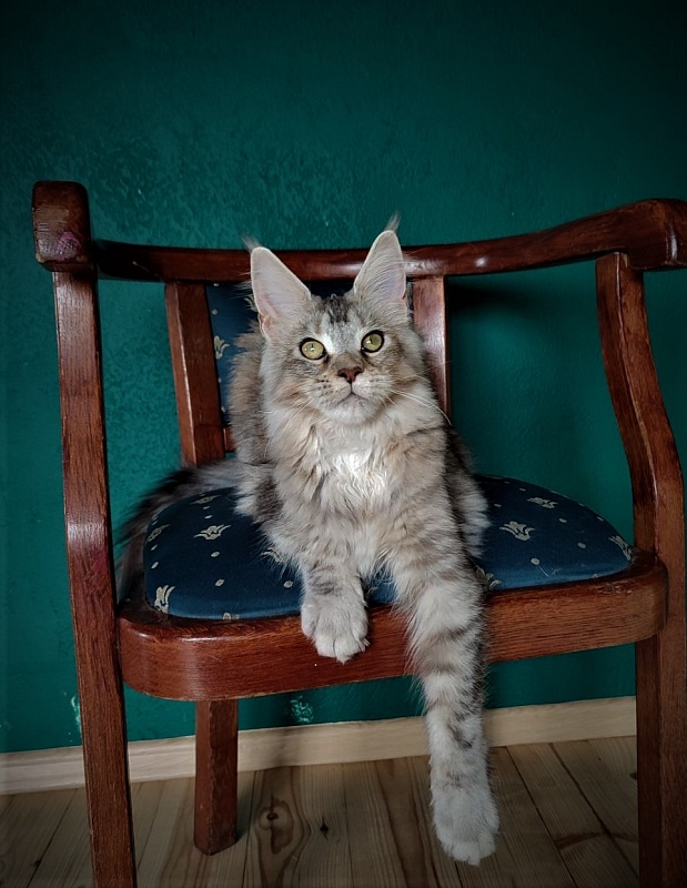 Vanilla Monterini - Кошеня мейн-кун 6 місяців 4 тижні