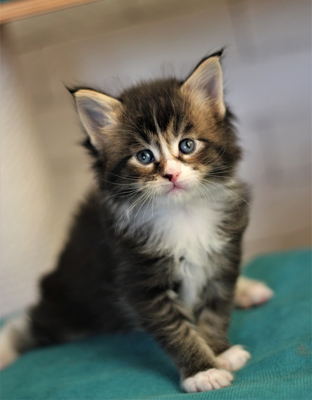 Very well Monterini - Kitten maine-coon 1 month