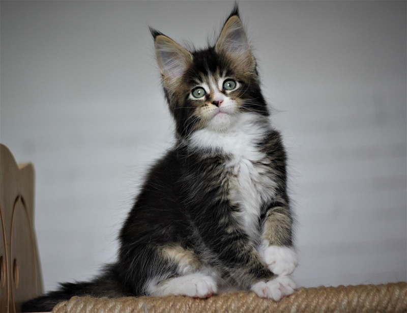 Very well Monterini - Kitten maine-coon 1 month 4 weeks