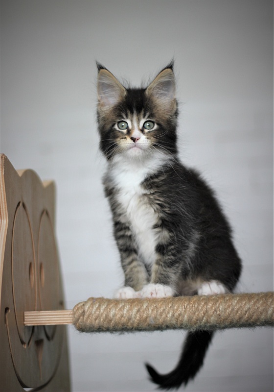 Very well Monterini - Kitten maine-coon 1 month 4 weeks