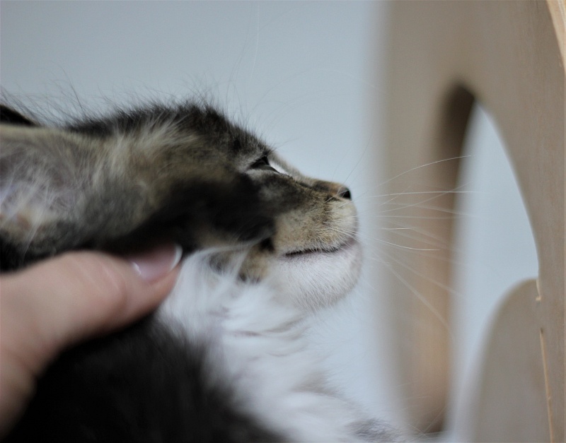 Very well Monterini - Kitten maine-coon 1 month 4 weeks