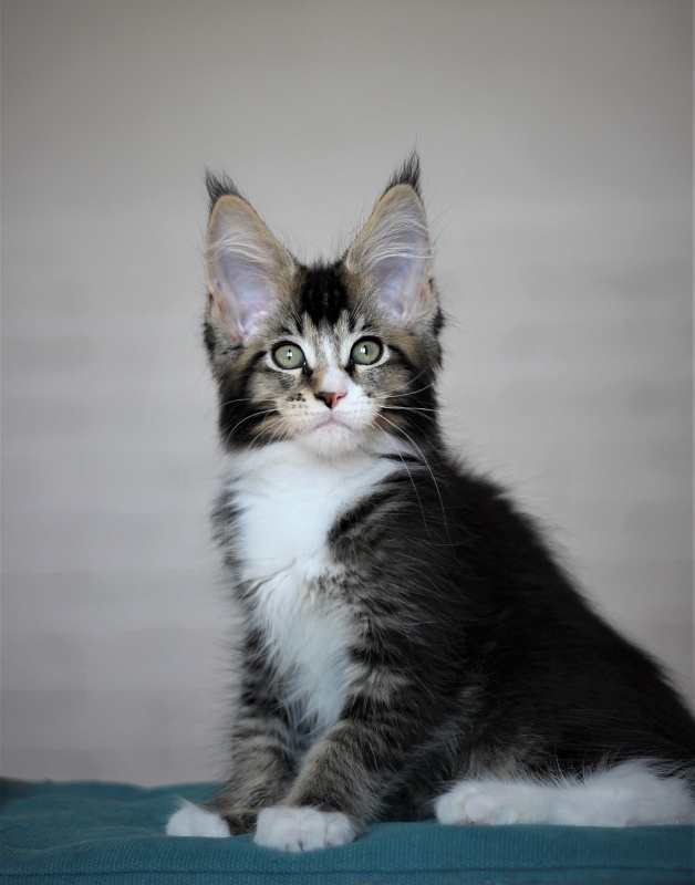 Very well Monterini - Kitten maine-coon 2 months 2.5 weeks