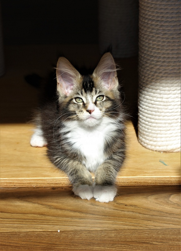 Very well Monterini - Kitten maine-coon 2 months 2.5 weeks