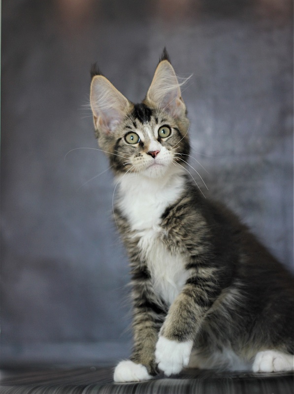 Very well Monterini - Kitten maine-coon 3 months 1 week