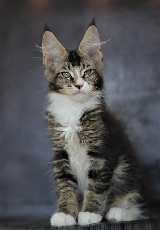 Very well Monterini - Kitten maine-coon 3 months 1 week