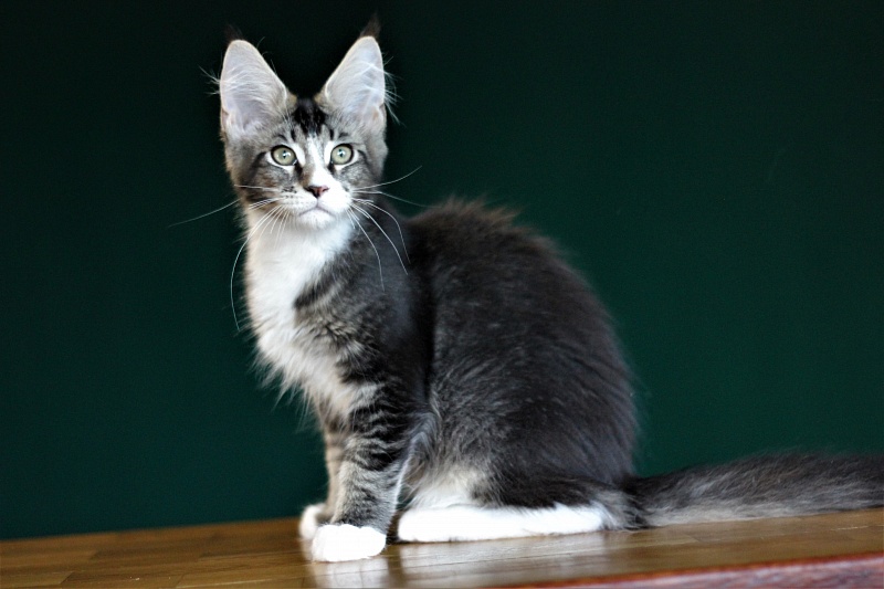 Very well Monterini - Kitten maine-coon 3 months 3 weeks