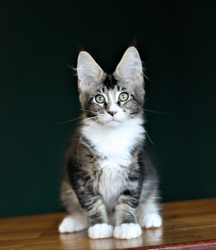 Very well Monterini - Kitten maine-coon 3 months 3 weeks