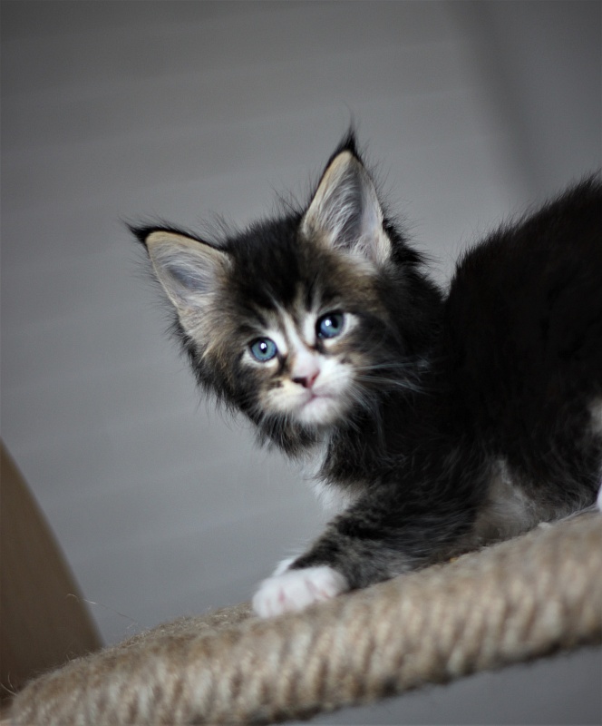 Very well Monterini - Kitten maine-coon 1 month 1 week